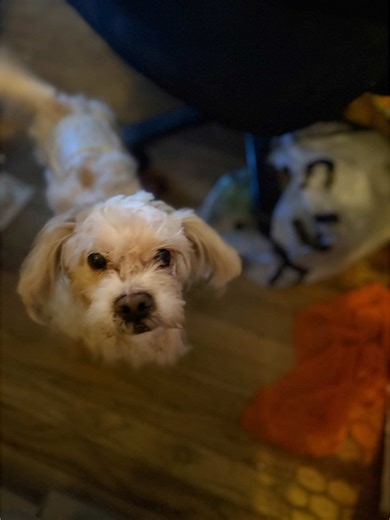 🦴 Welcome this week’s star of #AdoptMeMondays 🤍 Mr. Men was found wandering alone outside, unsure of where he belonged but thanks to the care and compassion of our team and a fresh new groom courtesy of @thegoods.grooms on Instagram - he’s now healthy, vaccinated, and ready to start the next chapter of his life. This spirited male pup, around 5–6 years old, is looking for his forever family, and he’s sure to steal your heart. While Mr. Men is missing most of his teeth (he’s a soft-food-only ki