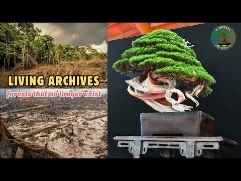 Rare Bonsai Species — Living Archives of Forests That No Longer Exist