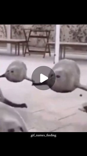 GIF NAMES FINDING 🧠 Viral GIFs | Sanathdas H on Instagram: "gif names finding 8/2000 bouncing seal @gif_names_finding ✅ . . . . . #seal #dance #cristianoronaldo #ronaldo #messi #neymar #phonk #sigma #gif #funny #find #meme #entertainment #comedy #trendingreels #tips #gifs #viral #trendingnow #reels #reelsinstagram #comedy #trendingnow #fyp #viral #trendingreels #style #anime #fypシ"