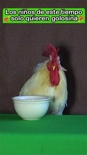 Lino the rooster just wants to eat pizza #roosters #LinoTheRoosterWithBoots #comedy