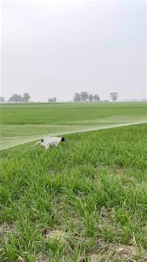 [Batair ka shikar dog ka sath ][hunting quail with best English pointer] #shorts