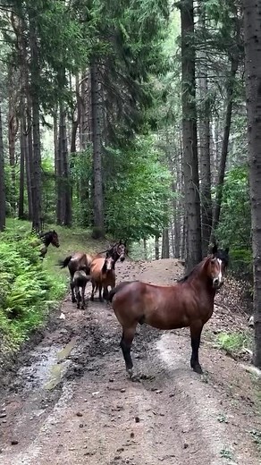 What is it about wild horses that feels like staring into the heart of something untamable, ancient, and fierce? In Romania, where the Carpathians loom like giants and the Danube Delta seeps into the edges of the earth, these horses are more than mere creatures—they’re legends, born from the bones of the land itself. But it’s not just the wild ones galloping through misty forests or across the windswept plains of Dobrogea. No, here the line between wild and domestic is blurred. From the free-roa