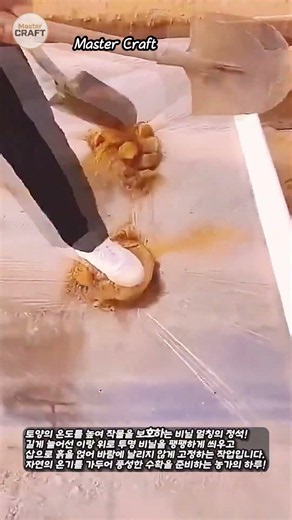 땅의 온도를 높여주는 봄철 밭 비닐 멀칭 작업 #worker #process #farming #mulching #agriculture