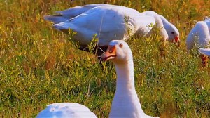 Duck Paradox Official Launch Trailer