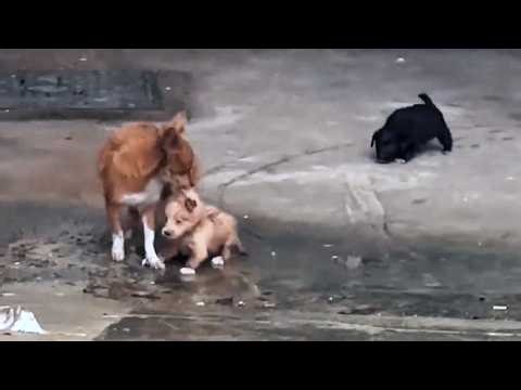 The thin mother held the hungry puppies and begged me to take them in with tears