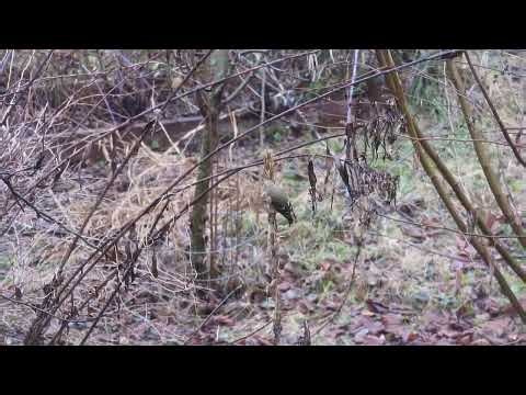 Goldfinch in winter plumage eating Evening Primrose seeds