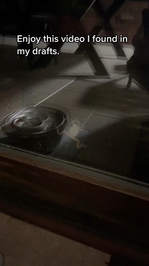 I had just finished up a drunk drawing stream don’t judge 😅 #mamamaisie #frog #frogs #draftvideo