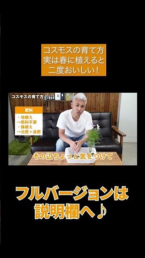 コスモスの育て方 実は春に植えると二度おいしい！#Shorts