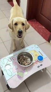 Feeding each other 20 The joy of owning a dog The confusing behavior of animals