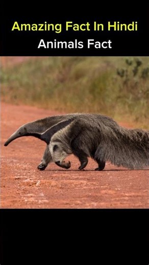 Amazing Fact In Hindi| Animals Fact| #shorts #facts