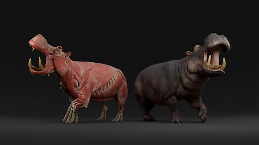 Hippo Anatomy Study: Demystifying Skeleton and Muscle Sculpting | The Rookies Blog