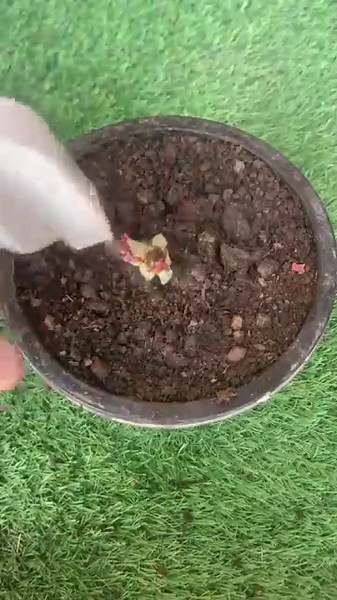 🌹 Magical Pink Rose Plant Growing in Pot 😍✨ #Shorts
