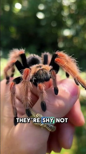 Are Tarantulas Actually Deadly to Humans? 😱🤔 #animals #wildlife #facts #tarantula