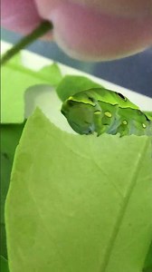 【アゲハチョウ】葉っぱを食べるアゲハチョウの幼虫