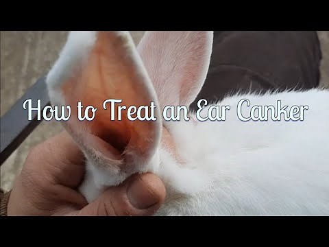 Rabbit Ear Mites | How to Treat Them