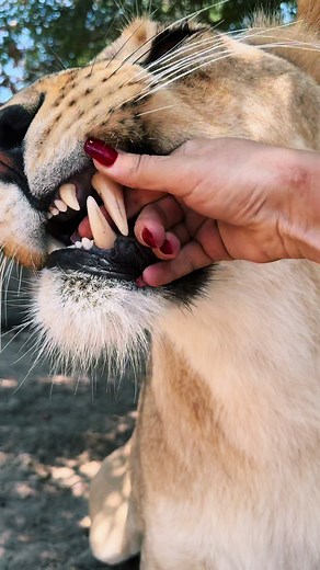 Safari Sammie on TikTok