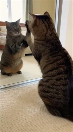 Cat Attacks Its Own Reflection