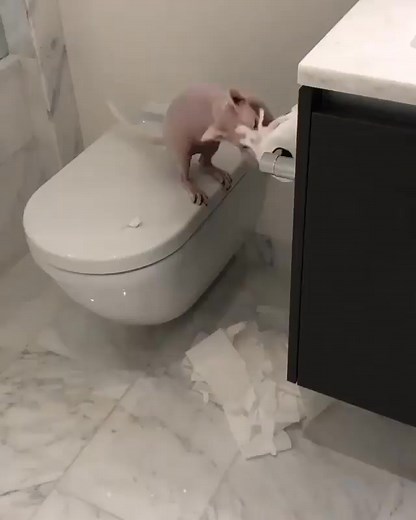 Sphynx - the toilet paper master Have you ever wondered, where all of your toilet paper has gone to? And that's not all. The robber is cute too. Credits to https://www.facebook.com/ilovesphynxcat | Sphynx Cat's Family