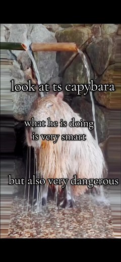 Understanding Capybara Behavior: Smart Yet Dangerous