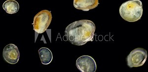The Black Sea plankton and zooplankton under the microscope, the larvae of the Bivalvia marine mollusks, in the video there are different stages of the larvae: the initial stage, the veliger and the