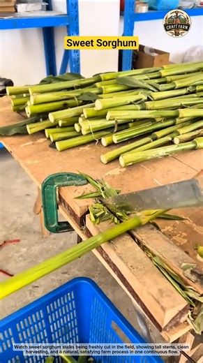 Cutting Sweet Sorghum Stalks in the Field 🌾🔪
