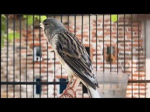 Unbelievable! Canaries Singing Famous Songs ( Le meilleur chant de canari )