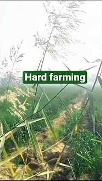 What is BEST Blogging for Beginners?#farming #blogger #shorts