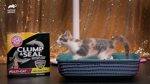 403K views · 2.7K reactions | YAS kitty girl, give us a twirl! It’s the kitty halftime show for cat’s sake! #PuppyBowlXV | Animal Planet | Facebook