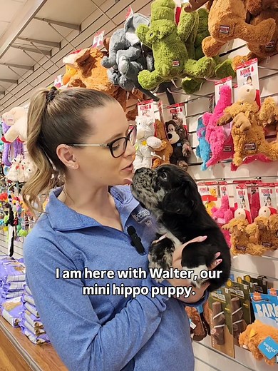 Cocker Spaniel Shar Pei Mix: The Perfect Pet Combination