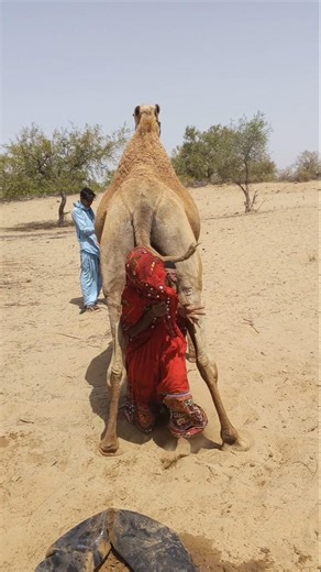 العروس الجديدة مع الجمل في طقس غريب… لحظة أذهلت القرية 😳🐪🔥