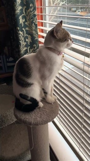 What I’m Grateful For - Luna Tower #thankfulnomatterwhat #cat