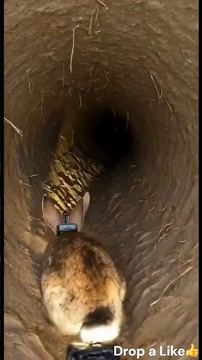 A Rabbit’s Secret Underground World 🐰🎥 | Real Burrow Camera Footage #shortsfeed #wildlife