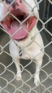 In life, there are some things we just can’t understand. But one of the biggest mysteries to us is how Angel, a dog we’ve come to love so deeply, still doesn’t have a home. How can someone so gentle, so kind, so full of love, go completely unnoticed by the world? How is it that a dog as wonderful as Angel can sit in a shelter day after day, while no one asks about her? How can someone so deserving of everything have nothing at all? It breaks our hearts every single day to see her waiting, hoping