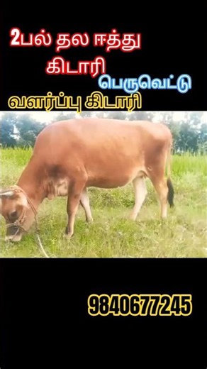 2பல் தல ஈத்து கிடாரி விற்பனைக்கு வந்துள்ளது பெருங்கூட்டு கிடாரி #cow #dairyfarm #jersey #cattle