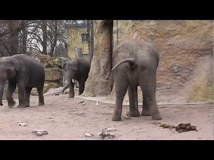 TIERWELT Elefanten im Zoo Heidelberg Teil 1