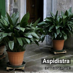1.6K views · 38 reactions | Aspidistra: Cast-Iron plant - The "Perfect Plant" for indoors - Tough! - Tolerates dust as well as heat, cold, wet soil, drought, neglect and dimly lighted places. Generally Pest Free! - Details -->https://goo.gl/Bf8Y6S | Plant Care Today | Facebook