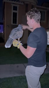 Harris hawks have “sleight of hand”. If you played Call of duty you would know what this means, otherwise it’s a fancy way of saying that Luca is quick with his feet. He is able to project which way the pigeon will move as he is coming in. Lots of falconers out there think that night hawking is too easy but we beg to differ. The pigeons we hunt are still very much aware and quick in their feet. • • • #falconrymews #falcon #falconry #falcons #falconer #peruvianharrishawk #harrishawk #harrishawks 