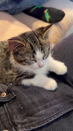 Is it normal for a kitten to fall asleep like this?It’s his first day with me and I’ve been overwhelmed ever since 🥹