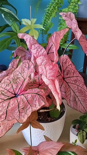 Caladium Care Tips for Pink Varieties