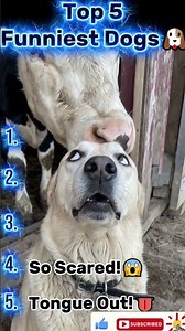 Top 5 Funniest Dogs 😂🐶 | You Won’t Stop Laughing! #Shorts #funnydogs #funny
