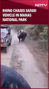 Rhino Chases Safari Vehicle In Manas National Park: Terrifying Moment Caught On Camera | NDTV
