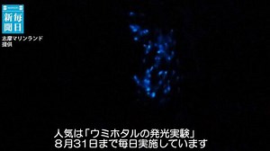 いきもの便り（41）青く光るウミホタル 実験で夏の夜の夢
