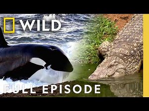 Animals That Embody the 7 Deadly Sins (Full Episode) | World's Deadliest | Nat Geo Animals