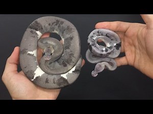 2018 BALL PYTHON HATCHLINGS + URBAN CAMOS!