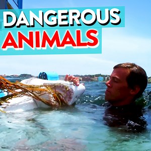 213K views · 6.3K reactions | Dangerous animals that have visited Bondi Beach 﫣 | Bondi Rescue | Facebook