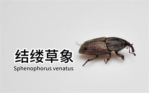 [4K]结缕草象 Sphenophorus venatus