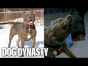 Bite Club! Protection Training With Hulk’s Son Vader | DOG DYNASTY