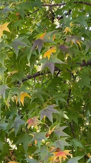 Autumn 🍂 comes to Oak Glen