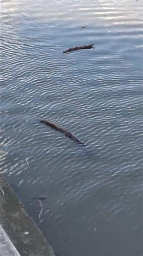 Waves in Nature 055 (Diffraction of a Stick)