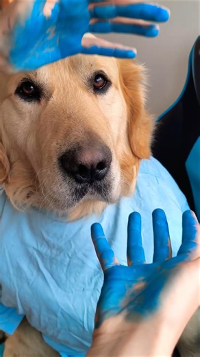 Blue 💙+ white 🤍 = ? Dog color mixing! #colormixing #goldenretriever #funny #colors